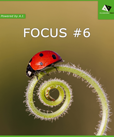 FOCUS #6